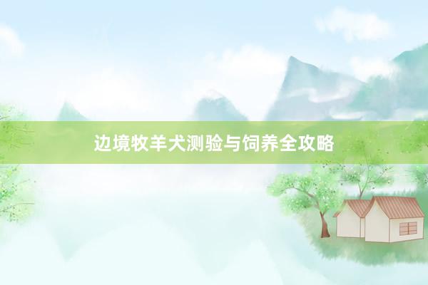 边境牧羊犬测验与饲养全攻略